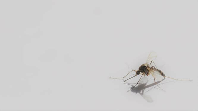 Mosquito-Dengue.jpg